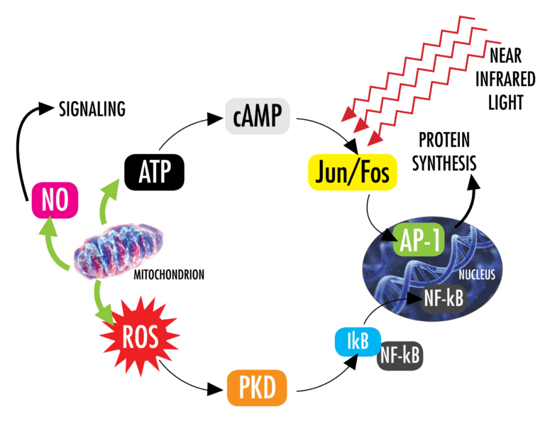 The Power of Photobiomodulation