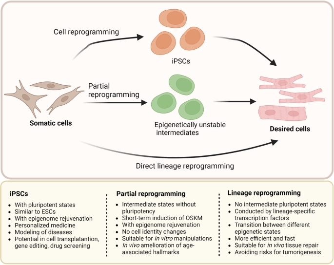 The Science Behind Cellular Rejuvenation