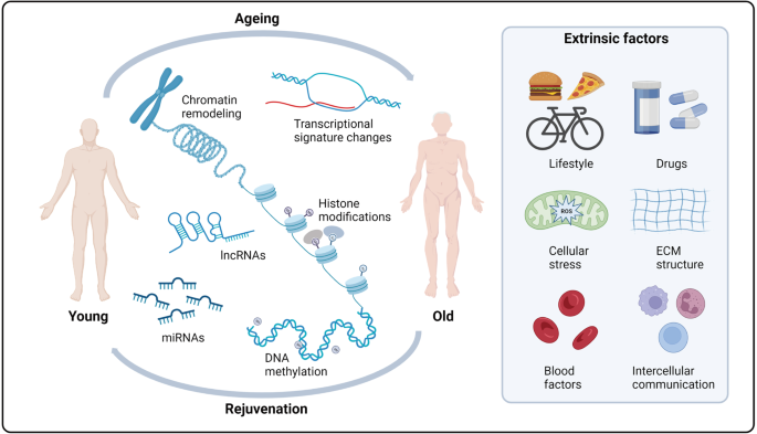 The Science Behind Cellular Rejuvenation