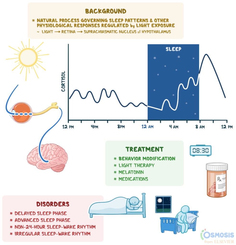 Understanding the Circadian Rhythm: A Comprehensive Overview