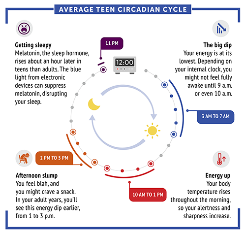 Understanding the Circadian Rhythm: A Comprehensive Overview