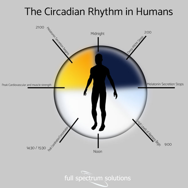 Understanding the Circadian Rhythm: A Comprehensive Overview